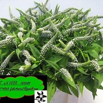 Лизимахия Clethroides 10шт