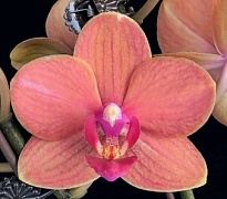 Орхидея Фален. Больцано 2ст d10 h40-45 10шт