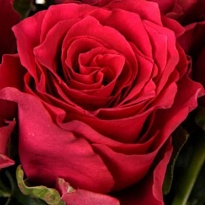 Роза PJ Dave Rhodos дл.40 10шт