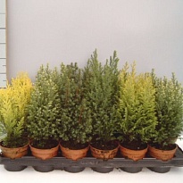 Конифеер (Conifers) микс d9 h20 18шт