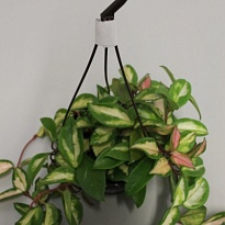 Хойя Триколор d12 h10 6шт