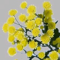 Хризантема кустовая Stallion yellow 5шт