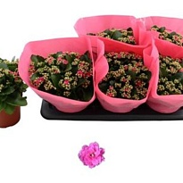 Каланхое Нандо Пинк d12 h30 10шт
