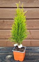 Туя (Thuja) западная Тотем Смарагд d9 h20-25 18шт