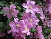 Клематис (Clematis) Комтесс де Бушо 3л h80-100 1шт