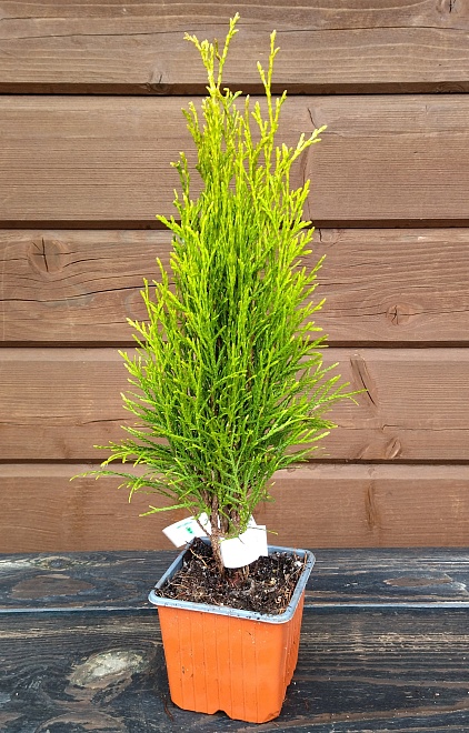 Туя (Thuja) западная Тотем Смарагд d9 h20-25 18шт