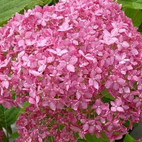 Гортензия (Hydrangea) древ.Пинк Аннабель 3л h30-40 1шт