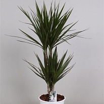 Драцена Марг. 2Д d17 h80 6шт