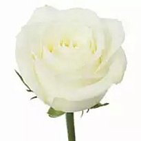 Роза Аваланш (ТКН) дл.60 15шт
