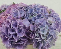 Гортензия Royal Sunset Blue 21 дл.60 1шт