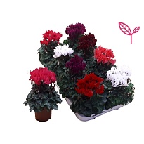 Цикламен Компакт Микс Евродан d10 h20 8шт