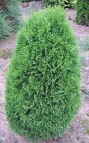 Туя (Thuja) западная Грин Эгг 7,5л h40-50 1шт