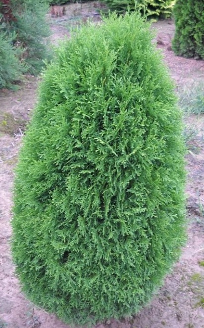 Туя (Thuja) западная Грин Эгг 7,5л h40-50 1шт