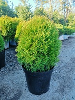 Туя (Thuja) западная Литл Гиант d9 h10-20 18шт