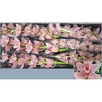 Орхидея Cymbidium California Delmonte дл.60 *9 1шт