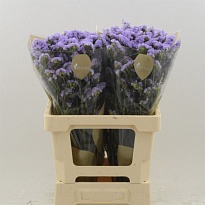 Статица Tessa Malva 25 шт