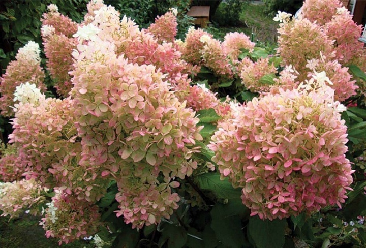 Гортензия (Hydrangea) метельчатая Граффити d9 h15-25 18шт