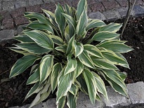 Хоста Лэйксайд Дрэгонфлай 1шт*