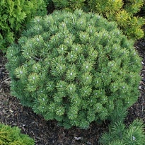 Сосна (Pinus) горная Мопс 3л h20-25 1шт