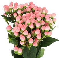 Гиперикум Пинк Бин (К) дл.70 1уп