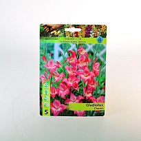 Гладиолус Мини Шарм 9/+ 5шт*