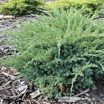 Можжевельник (Juniperus) чешуйчатый Блю Свид d9 h20-30 1шт