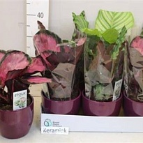 Калатея микс Экстра (керамика) d15 h50 6шт