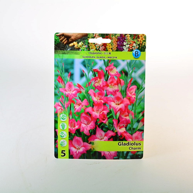 Гладиолус Мини Шарм 9/+ 5шт*
