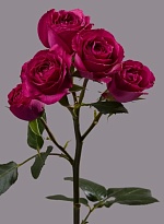 Роза куст. Tessa Purple Irishka дл.60 10шт