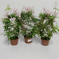 Жасмин Полиантум d12 h40 6шт