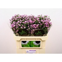 Астер Teeny Tiny Pink 5шт