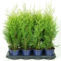 Туя (Thuja) западная Брабант (KV) d13 h50-55 8шт
