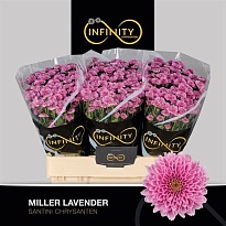 Хризантема сантини Miller Lavender 25шт