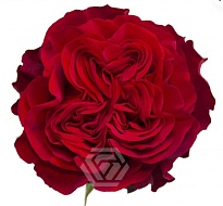 Роза Tessa Hearts дл.50 25шт