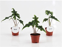 Алоказия Жаклин d6 h10 12шт