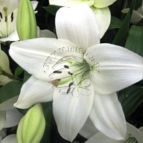 Лилия La Litouwen 4+ 10шт