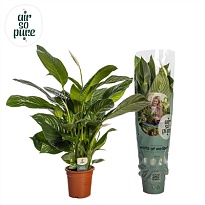 Спатифиллум Изабелла d19 h80 3шт