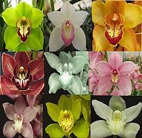 орхидея Cymbidium Mini Mix дл.40 1шт