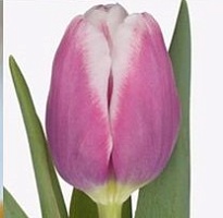 Тюльпан Outlook 10шт