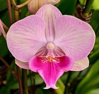 Орхидея Фален. Нойрой 1 ст d10 h30-40 10шт