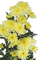 Хризантема кустовая Zehnya Cream (ТКН) 5 шт.