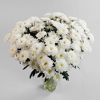 Букет из хризантемы кустовой "Серенада"