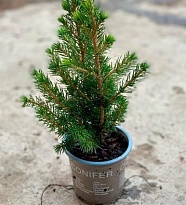 Ель (Picea) канадская Коника d11 h25-30 1шт