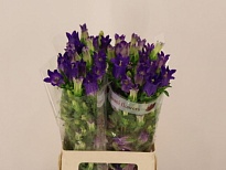 Кампанула Champion Blue 10шт