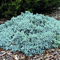 Можжевельник (Juniperus) чешуйчатый Блю Стар d23 h40 1шт