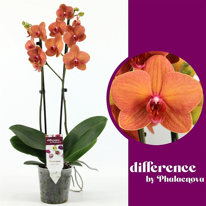 Орхидея Фален. Еллоу-Оранж микс 2ст d9 h30 12шт