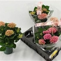 Гортензия Макр. Мэджикал Революшн Пинк d10 h30 8шт