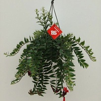 Эсхинантус Каролина d17 h45 6шт