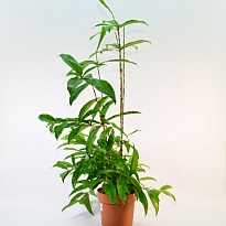 Драцена Суркулоза d17 h60 6шт