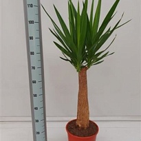 Юкка Майя Стэм d27 h150 1шт